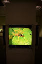 Wasp_exhibition__DSC3476